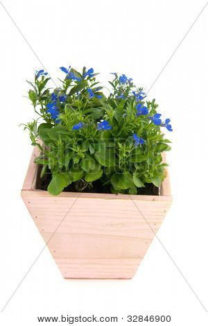 plantas de Lobelia azuis no pote de madeira rosa isolado sobre fundo branco