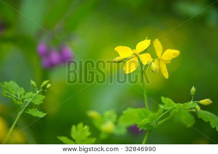 Gul vilde blomst Tormentil