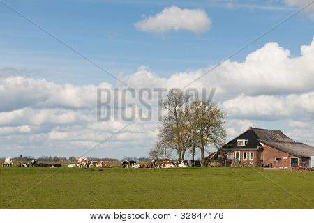 Casa rural en Holanda con el ganado como vacas