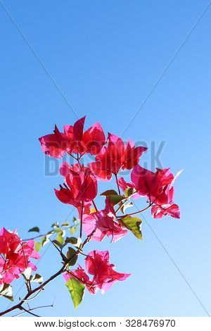 Colorful Purple Begonville Flowers Against A Blue Sky