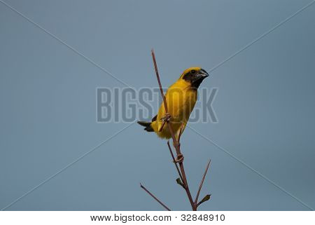 Mężczyzna Azji Weaver złoty
