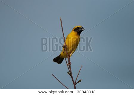 Mężczyzna Azji Weaver złoty