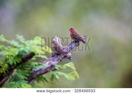 Two Jamesons Fire Finches Sitting On A Dry Tree Branch. They Are Quite Colourful. The One Looks Like