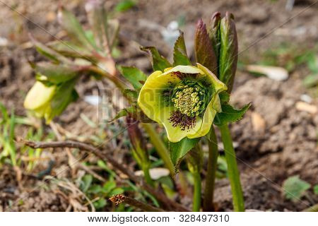 Green Hellebore Flower On Flowerbed In Garden
