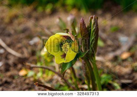 Green Hellebore Flower On Flowerbed In Garden