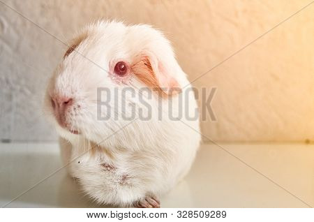 Portrait Of Funny White Cavy With Red Eyes