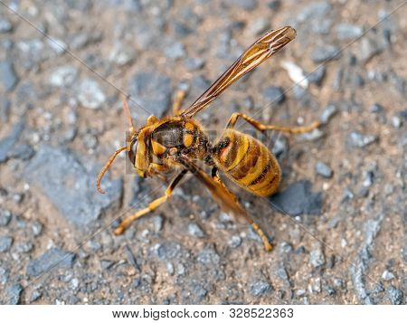 A Japanese Yellow Hornet, Vespa Simillima Xanthoptera, Rests Beside A Road On A Cool Late Summer Eve