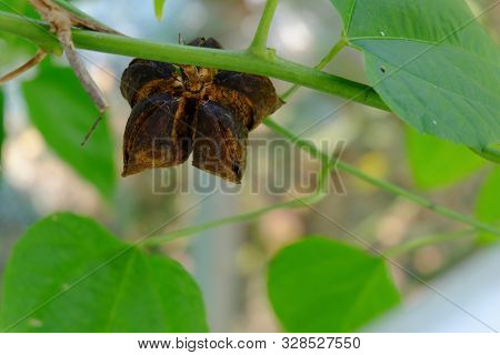 Close Up On Sacha Inchi Fruit And Leaves. Sacha Inchi Peanuts In The Garden, Chainat Thailand.