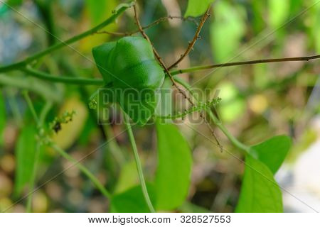 Close Up On Sacha Inchi Fruit And Leaves. Sacha Inchi Peanuts In The Garden, Chainat Thailand.