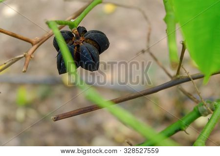Close Up On Sacha Inchi Fruit And Leaves. Sacha Inchi Peanuts In The Garden, Chainat Thailand.
