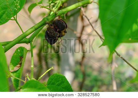 Close Up On Sacha Inchi Fruit And Leaves. Sacha Inchi Peanuts In The Garden, Chainat Thailand.