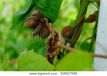 Close Up On Sacha Inchi Fruit And Leaves. Sacha Inchi Peanuts In The Garden, Chainat Thailand.