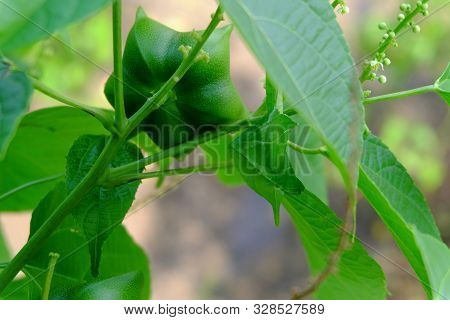 Close Up On Sacha Inchi Fruit And Leaves. Sacha Inchi Peanuts In The Garden, Chainat Thailand.