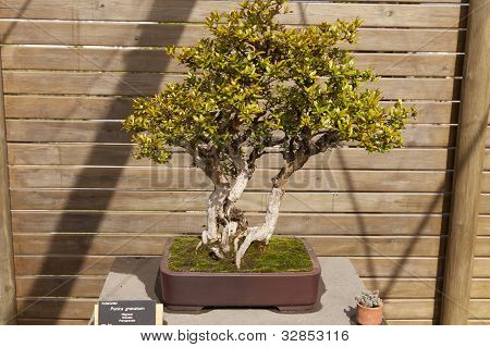 Punica Granatum