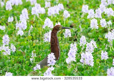 Rufescent-tiger Heron (tigrisoma Lineatum) Sitting Amongst The Brazikian Wetland Which Is Filled Wit