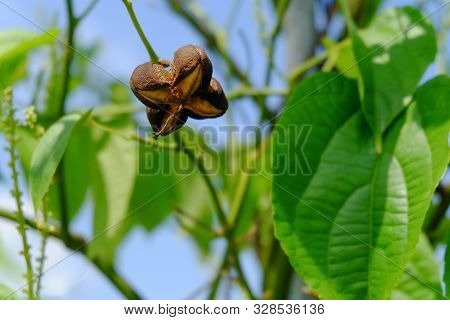 Close Up On Sacha Inchi Fruit And Leaves. Sacha Inchi Peanuts In The Garden, Chainat Thailand.