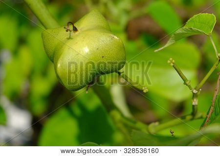 Close Up On Sacha Inchi Fruit And Leaves. Sacha Inchi Peanuts In The Garden, Chainat Thailand.