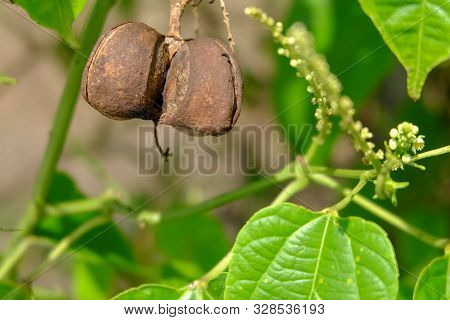 Close Up On Sacha Inchi Fruit And Leaves. Sacha Inchi Peanuts In The Garden, Chainat Thailand.