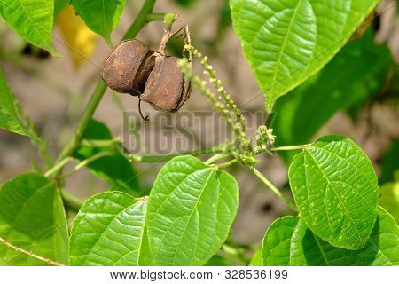 Close Up On Sacha Inchi Fruit And Leaves. Sacha Inchi Peanuts In The Garden, Chainat Thailand.