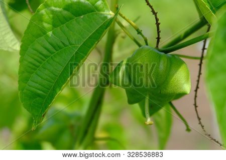 Close Up On Sacha Inchi Fruit And Leaves. Sacha Inchi Peanuts In The Garden, Chainat Thailand.