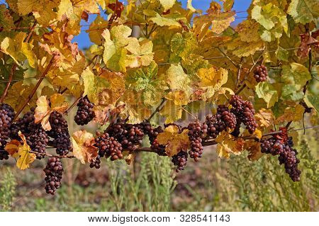 Bunches Of Grapes On The Vine Stocks In Alscae Vineyards