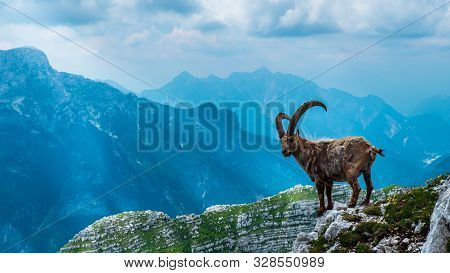 Steinbocks In The Julian Alps