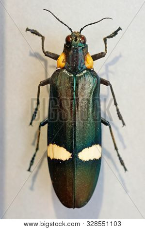 Chrysochroa Ocellata Is A Gemstone Beetle Or A Metal Wood-boring Beetle Of The Buprestidae Family. B