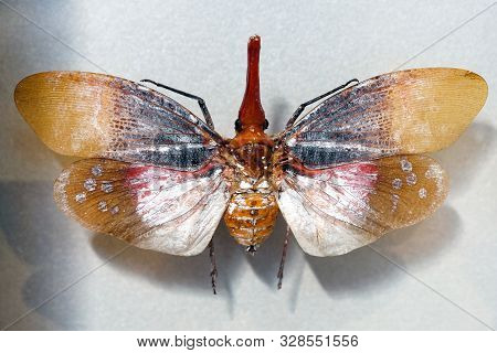 Red Spot Lantern Fly (aphaena Submaculata) Close Up. Although It Has Two Pairs Of Wings, Aphaena Sub