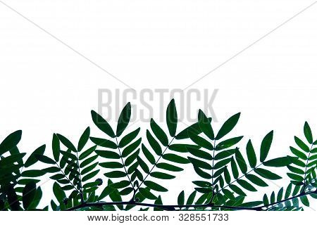 Wild Tamarind Leaves With Branches On White Isolated Background For Green Foliage Backdrop And Copy 