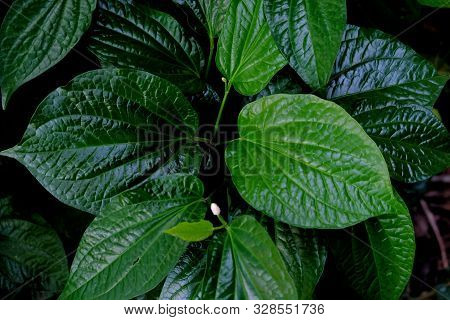 Wild Betal Leafbush Growing In A Garden With Dark Background