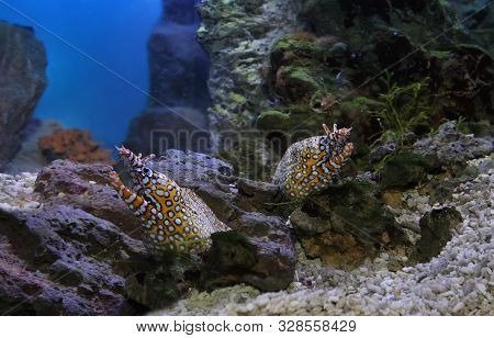 Enchelycore Pardalis, Commonly Called Leopard Moray Eel Or Dragon Moray Between Stones And Corals