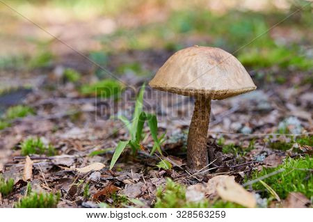 Leccinum Versipelle Mushroom In Autumn Forest. Orange Birch Bolete. Edible Healthy Meal.