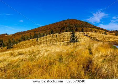 Autumn Mountain Is Covered With Tall Yellow Grass And Coniferous Trees