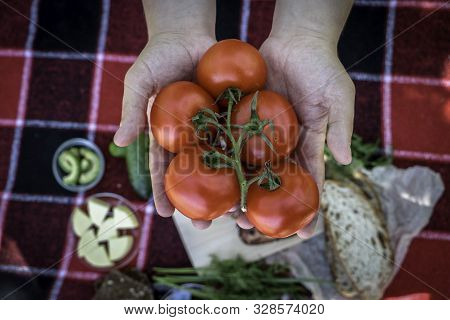 Hands Holding Juicy Red Tomatoes, Picnic, Vegan Food, Fresh Vegetables. Picnic