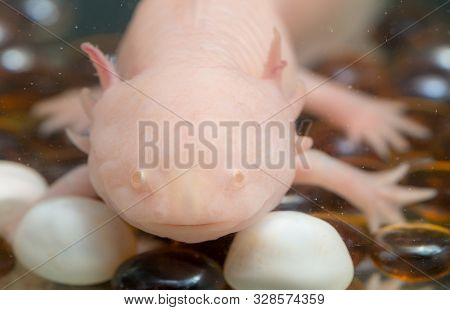 Closeup Portrait Of A Pink Axolotl In An Aquarium