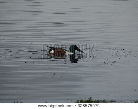 Male Shoveler Duck (anas Clypeata) As Seen On Pond During Autumn