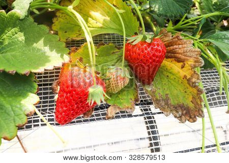 Three Strawberry Fruits On The Branch In Strawberry Farm , Japan