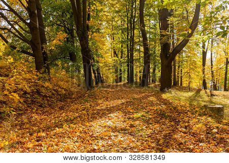 The Path Leads In One Directions. The Way To The Autumn Park In The Centre Of The Forest.