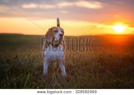 Dog Breed Beagle On A Walk On The Background Of A Beautiful Sunset