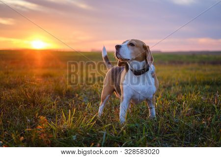 Dog Breed Beagle On A Walk On The Background Of A Beautiful Sunset