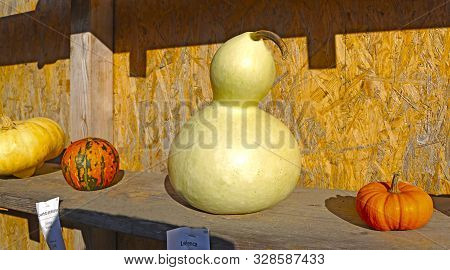 Ludwigsburg, Germany-october 16, 2016: The World's Largest Pumpkin Festival At The Ludwigsburg Palac