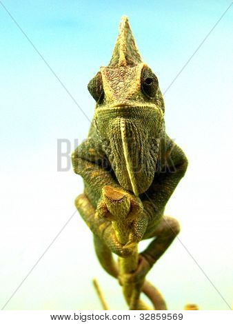 Cameleon