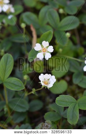 Rock Cinquefoil - Latin Name - Drymocallis Rupestris (potentilla Rupestris)