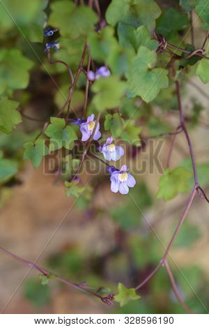 Kenilworth Ivy Small Flowers - Latin Name - Cymbalaria Muralis