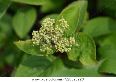 Smooth Hydrangea Annabelle Flower Buds - Latin Name - Hydrangea Arborescens Annabelle