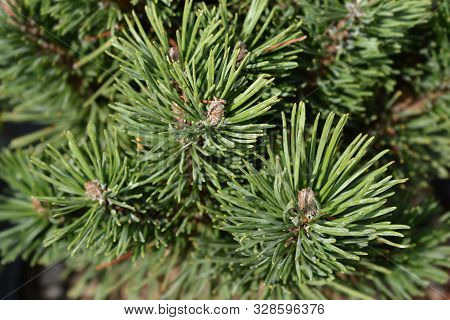 Dwarf Mountain Pine Limerick - Latin Name - Pinus Mugo Limerick