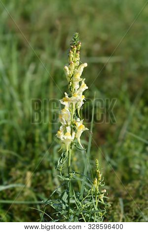 Common Toadflax Yellow Flowers - Latin Name - Linaria Vulgaris