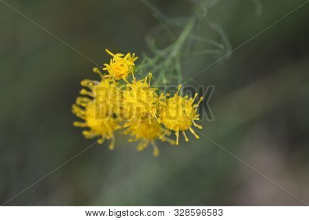 Goldilocks Aster Yellow Flowers - Latin Name - Galatella Linosyris