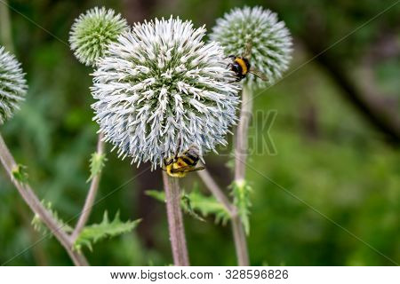 Echinops Sphaerocephalus Or Glandular Globe-thistle And Bees