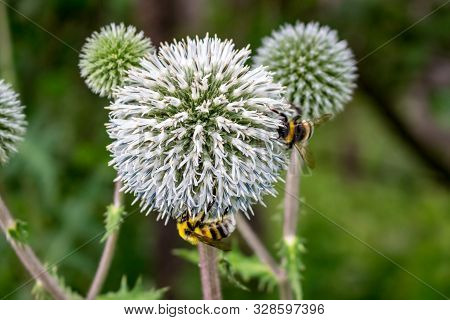 Echinops Sphaerocephalus Or Glandular Globe-thistle And Bees